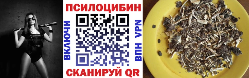 Псилоцибиновые грибы Cubensis  Ленинградская 